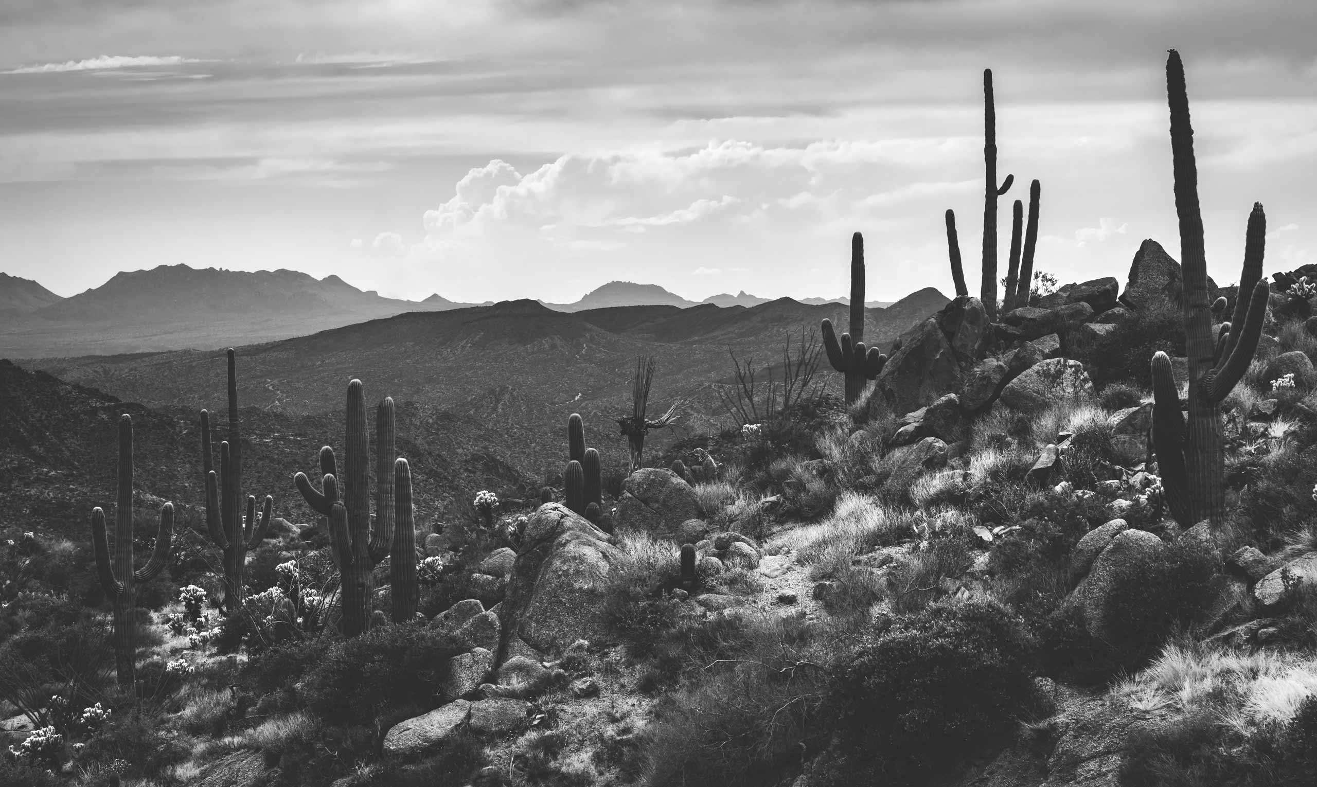 Black and white Arizona desert landscape with saguaro cacti and mountain backdrop